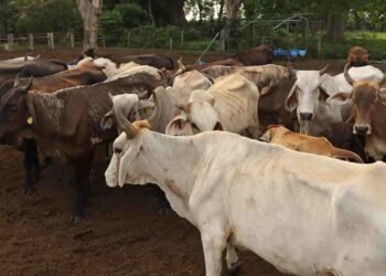 Gabriel Coronado promueve la revolución tecnológica en la producción animal