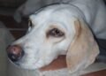 Denuncian supuesto envenenamiento de perros en el centro de la ciudad de Cumaná