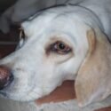 Denuncian supuesto envenenamiento de perros en el centro de la ciudad de Cumaná