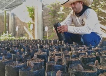 Alianza entre Asoprocave y dos alcaldías de Sucre busca consolidar la instalación de dos viveros de cacao