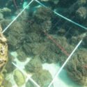 Realizarán evaluación de estrategias para combatir el coral Unomia Stolonífera