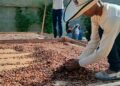 En Día Nacional del Cacao sector productivo sigue afrontando retos como la falta de inversión y asistencia técnica