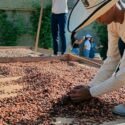 En Día Nacional del Cacao sector productivo sigue afrontando retos como la falta de inversión y asistencia técnica