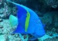 Biólogo de la UDO confirmó presencia de nueva especie invasora en el Parque Nacional Mochima