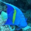 Biólogo de la UDO confirmó presencia de nueva especie invasora en el Parque Nacional Mochima