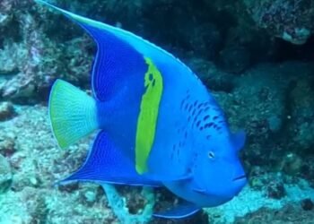 Biólogo de la UDO confirmó presencia de nueva especie invasora en el Parque Nacional Mochima