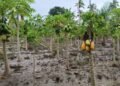 Agricultores de Gamero en el municipio Sucre reportan pérdidas de cosechas por crecida del Manzanares