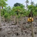 Agricultores de Gamero en el municipio Sucre reportan pérdidas de cosechas por crecida del Manzanares