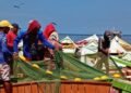 Zafra de sardina en Guaca entra en su último trimestre con números favorecedores para el sector pesquero (+Fotos)