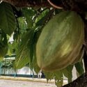 Culminaron Diplomado en manejo agroecológico del cultivo del cacao en el municipio Libertador