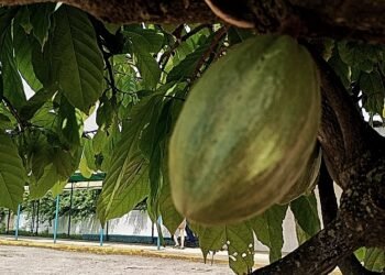 Culminaron Diplomado en manejo agroecológico del cultivo del cacao en el municipio Libertador