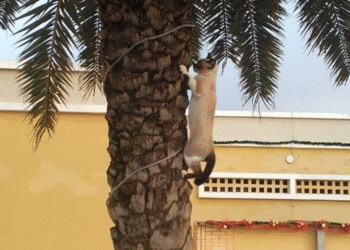 Denuncian presunto envenenamiento masivo de gatos en Ciudad Bahía