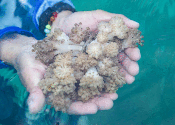 Científicos venezolanos identifican especies marinas afectadas por un coral invasor