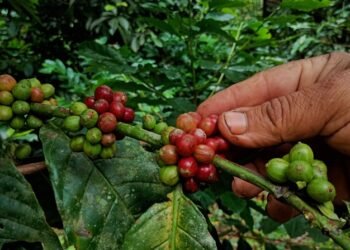 Con plan de tres años aspiran revitalizar la producción de café en el municipio Andrés Mata