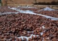 Director de Asoprocave señaló que aspiran consolidar Plan Vivero para rehabilitar plantaciones de cacao