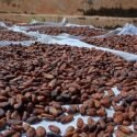 Director de Asoprocave señaló que aspiran consolidar Plan Vivero para rehabilitar plantaciones de cacao