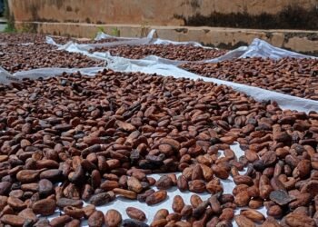 Director de Asoprocave señaló que aspiran consolidar Plan Vivero para rehabilitar plantaciones de cacao