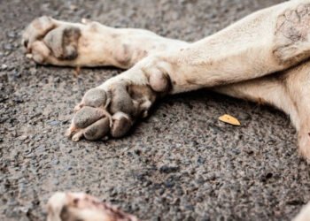 Envenenamiento masivo de perros y gatos causó indignación en Carúpano