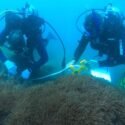 Señalan que la evaluación de estrategias para combatir coral invasor está paralizada