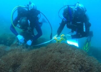 Señalan que la evaluación de estrategias para combatir coral invasor está paralizada