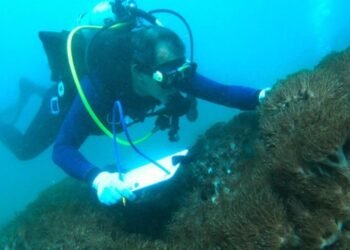 Vocero aclara estatus de las investigaciones para combatir el coral Unomia