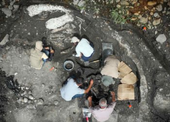 Hallan fósiles de perezoso gigante y mastodonte de al menos 10.000 años en Costa Rica