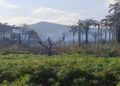 Ambientalista: la posición de las autoridades siempre ha sido ligera en casos de incendios forestales 