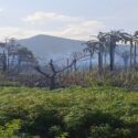 Ambientalista: la posición de las autoridades siempre ha sido ligera en casos de incendios forestales