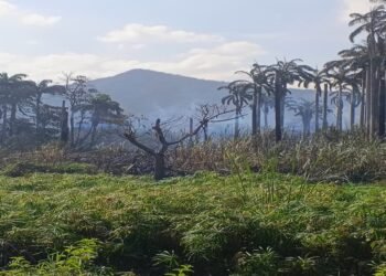 Ambientalista: la posición de las autoridades siempre ha sido ligera en casos de incendios forestales 