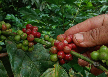 Con alianza entre Fundación Prosperi y productores de café aspiran incrementar la producción en la zona
