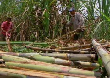 Cañicultores esperan apoyo para el rescate de las siembras de los cultivos en Montes y Mejía