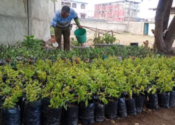 Carúpano | Primer vivero municipal promoverá la creación de “corredores vivos” en la ciudad