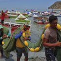 Sucre | Zafra de sardina arrancó de manera efectiva en el puerto de Guaca