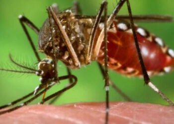 Alerta por fiebre amarilla: ¿qué debemos saber y cómo protegernos?