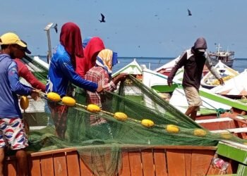 Temporada de pesca de la sardina arranca en Sucre con regulaciones en torno a la captura y la talla de la especie