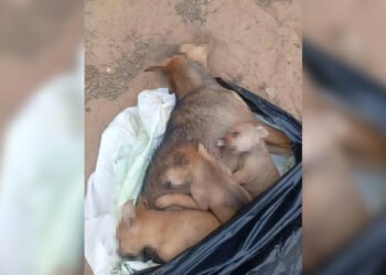 Envenenamiento de perros alarma a vecinos de Península de Macanao