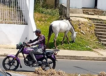 Anzoátegui | En Aragua reportan riesgos por presencia de animales en la zona urbana