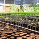 Iniciaron plan para otorgar plantas de café a los productores de Campeare