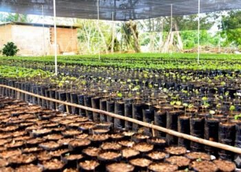Iniciaron plan para otorgar plantas de café a los productores de Campeare