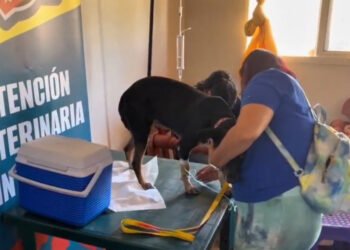Avanza plan de inmunización de mascotas en Nueva Esparta