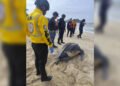 Espacios Acuáticos y MINEC resguardaron desove de tortuga cardón en Carúpano
