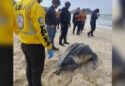 Espacios Acuáticos y MINEC resguardaron desove de tortuga cardón en Carúpano
