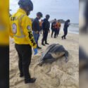 Espacios Acuáticos y MINEC resguardaron desove de tortuga cardón en Carúpano