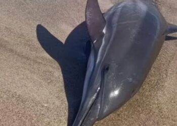 Nueva Esparta: Investigan muerte de delfín que presentó signos de maltrato físico