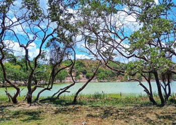 Equipos ambientales realizaron siembra de mangles en la laguna de El Copey en Bermúdez