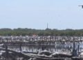 Nueva Esparta se suma al registro mundial de aves con el Global Big Day