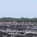 Nueva Esparta se suma al registro mundial de aves con el Global Big Day