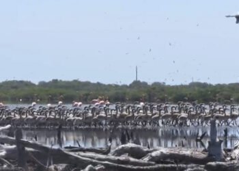 Nueva Esparta se suma al registro mundial de aves con el Global Big Day