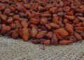 Primer Diplomado del negocio del cacao en Carúpano analizará toda la cadena de valor del fruto