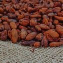 Primer Diplomado del negocio del cacao en Carúpano analizará toda la cadena de valor del fruto